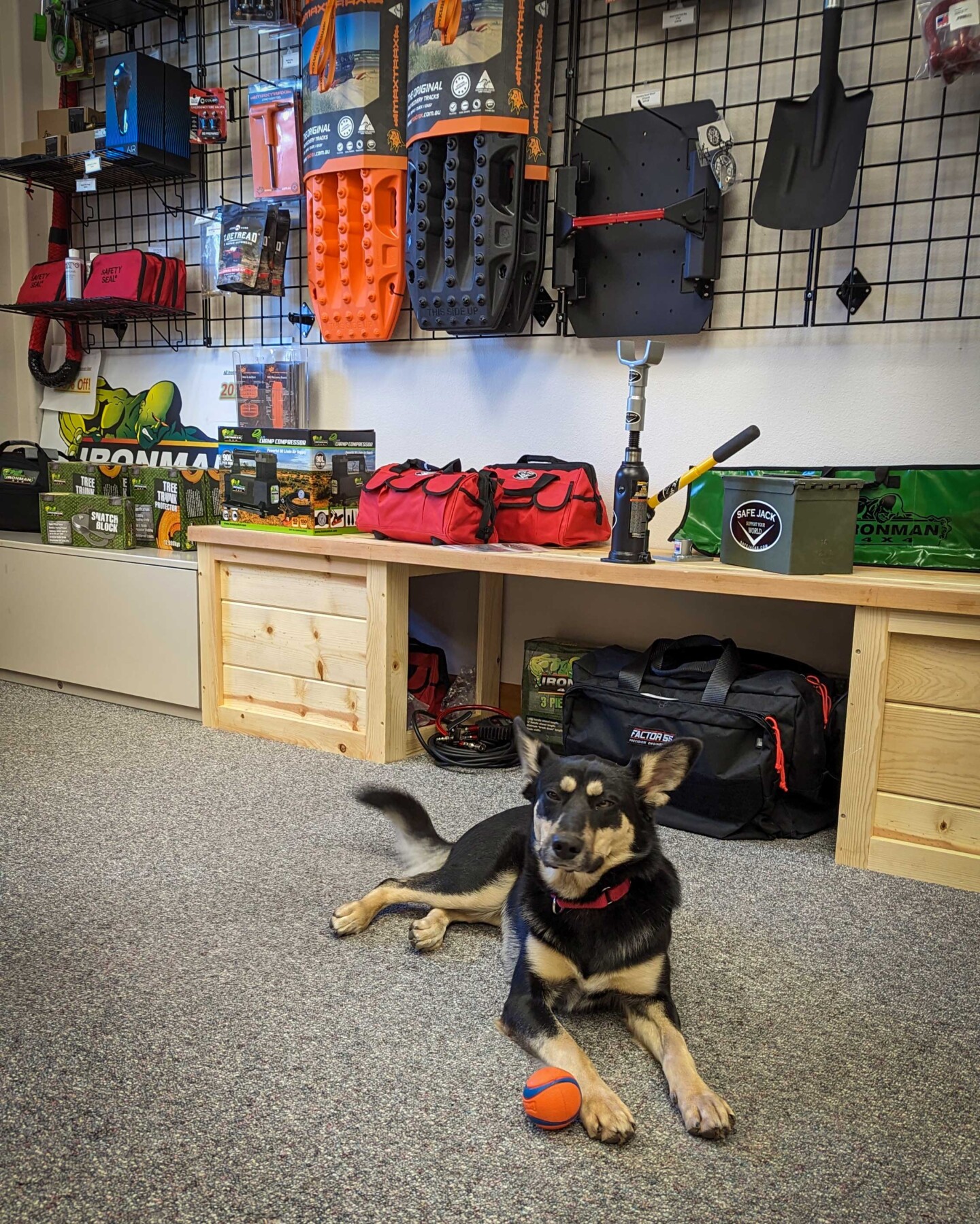 A dog sits inside the shop at Oregon AT.